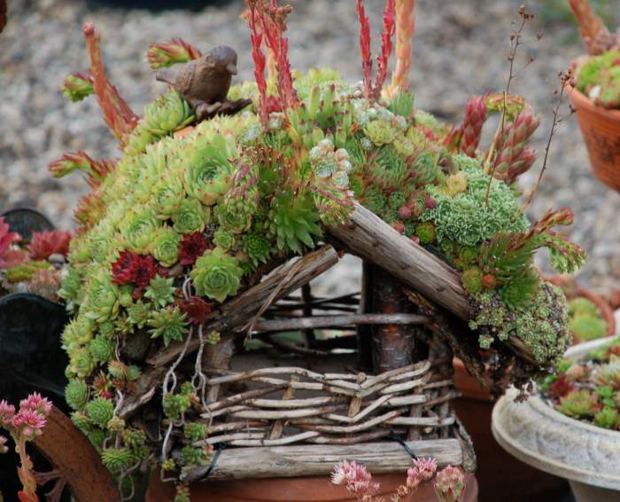 Sempervivum Dachwurz Hauswurz